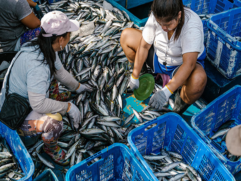 Women sorting fish on a dock