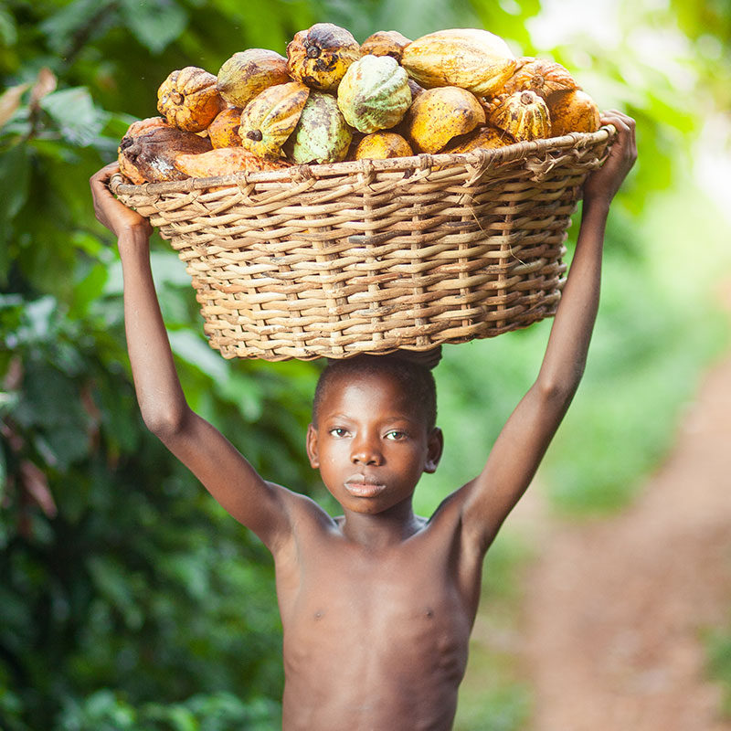 young boy carrying a basket of cocoa pods on his head