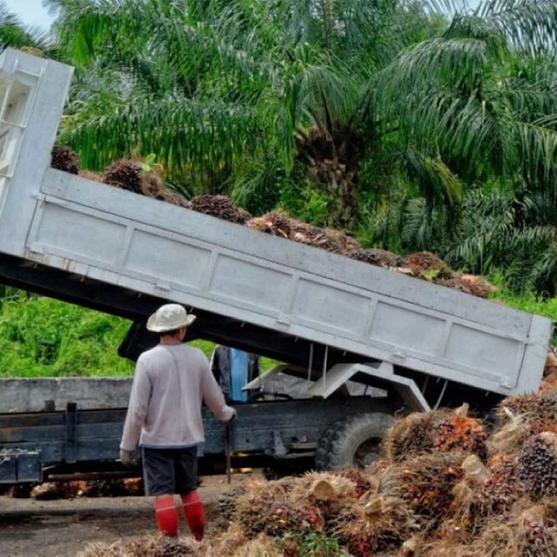 dump truck unloading palm oil