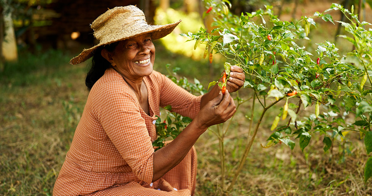 smiling woman in straw hat picking peppers Photo Credit artiemedvedev