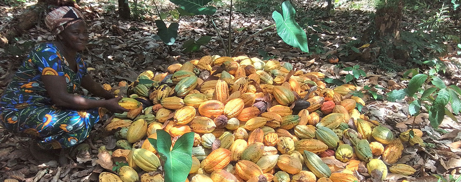 Woman cocoa farmer in Ghana with cocoa pods