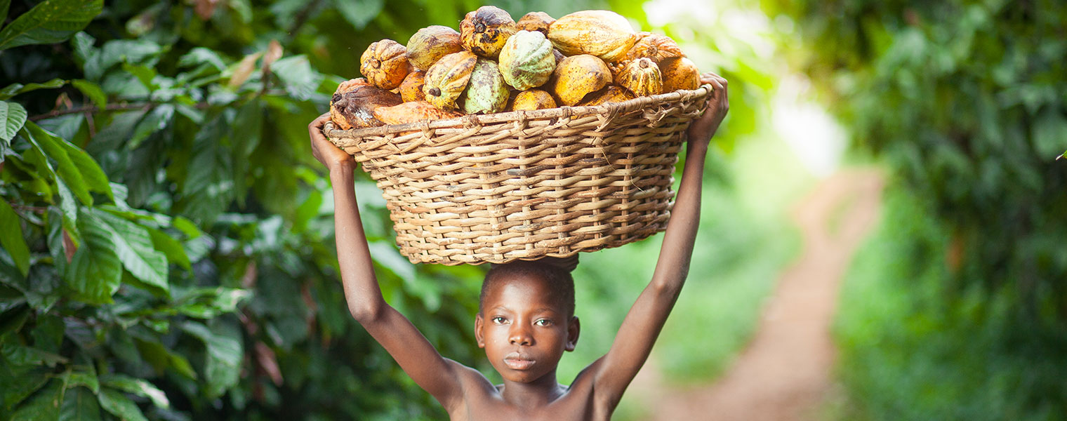 young boy carrying basket of cocoa pods on his head