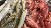 An assortment of fresh caught tropical fish for sale at a fish market in Hawaii