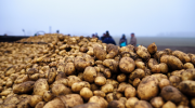 Harvested potatoes on a trailer, with farm workers in the background. 