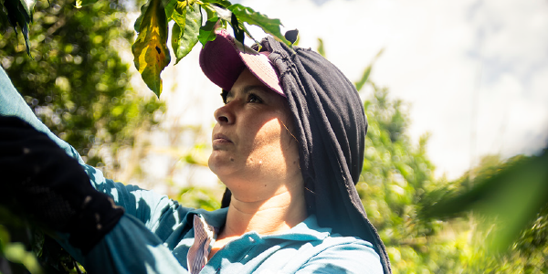 Yeni Andrea picks coffee beans.