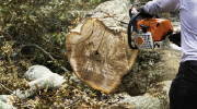 Close-up of a chainsaw cutting through a downed tree.