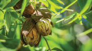 Pecans growing on a tree. 