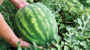 The hands of a woman support a ripe watermelon in a melon patch.