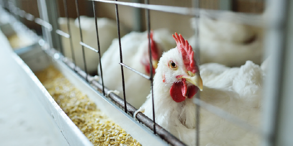 Chickens in a cage.