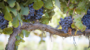 A grapevine with red wine grapes ready for harvest. 