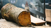 A sharp saw blade slices through timber from a tree trunk.