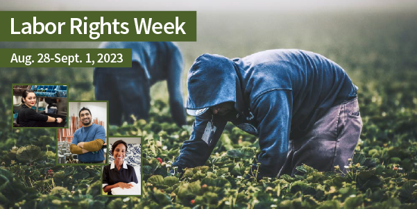 Workers harvest berries in a field. Three smaller photos show other workers in a variety of occupations. Labor Rights Week, Aug. 28-1 Sept. 1, 2023.