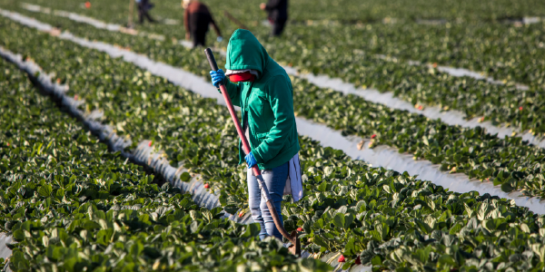 A woman wearing jeans, a sweatshirt, a ballcap and gloves stands in a strawberry field, using a hoe. Other workers, similarly protected, are visible in the rows behind her. 