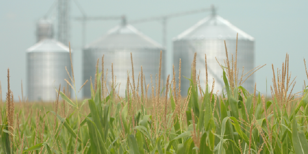 Corn silos are visible in the distance. Ripe ears of corn rise in the foreground.