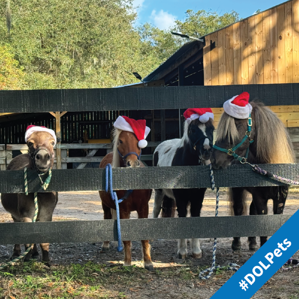 A donkey and three miniature horses - all wearing Santa hats - stand cheerfully in a sunny paddock.