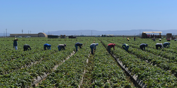 More than a dozen workers harvest crops in rows across a large field. Mountains can be seen in the background.