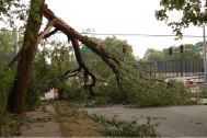 A tree, snapped in half by recent storms, stretches across an intersection.