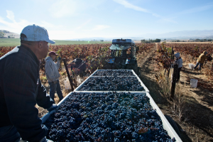 Field workers on a farm pick and sort blueberries into bins for transportation.