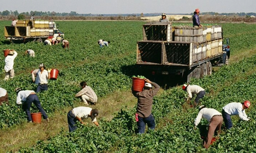 Several workers in a field picking crops and placing into buckets and transportation trucks.