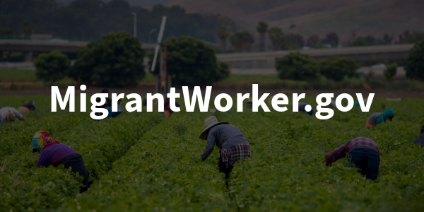 Workers harvesting crops in a field. âMigrantWorker.govâ