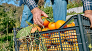 A farmworker in an orange grove places the fruit in a plastic crate. 