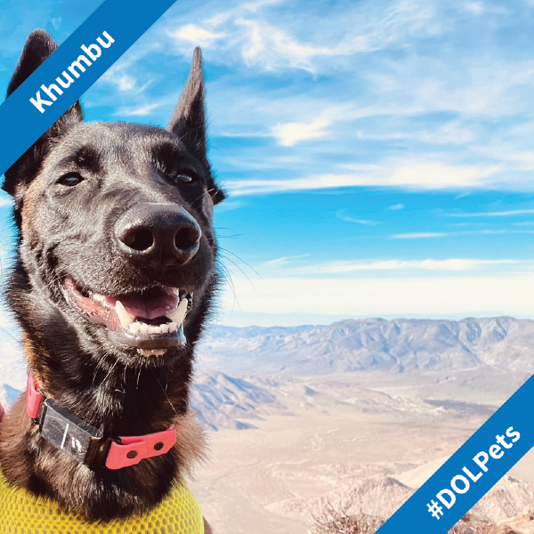 A cheerful black dog in a colorful collar and sweater. Mountains and a blue sky are visible in the distance.
