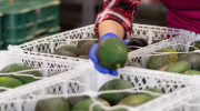 A person in a plaid shirt and blue gloves placing avocados into a white crate.