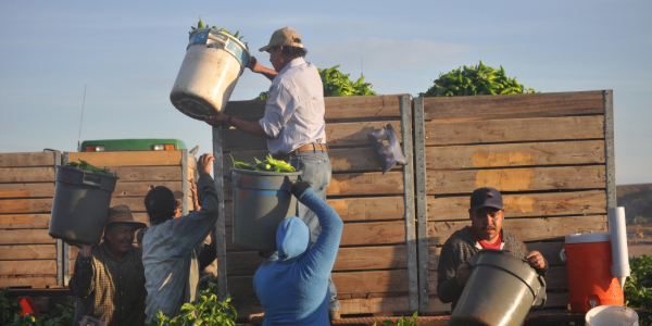 Farmworkers loading produce into a truck under blue skies.