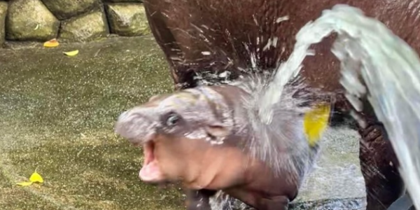 Blurry photo of adorable pygmy hippo Moo Deng standing near an adult pygmy hippo. The baby hippo shrieks with a cheerful expression as it is splashed with water from a hose.