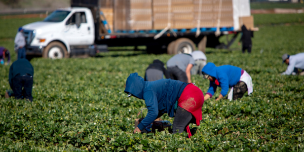 Farm workers picking in a field of vegetables with truck in background. 