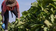 A farmworker wearing a wide-brimmed hat bends down to harvest strawberries in a field.