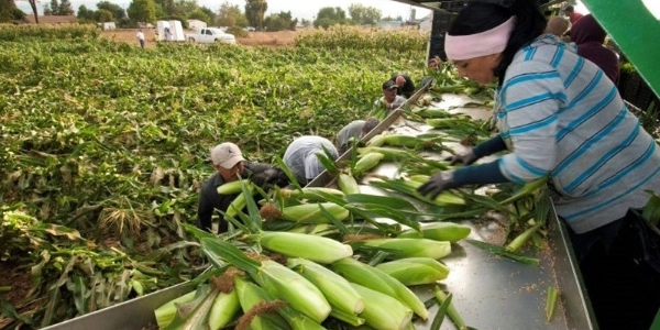 A woman examines ears of corn in a corn field. Other workers are in the background.