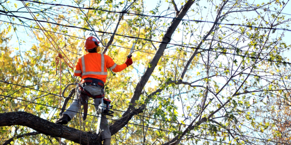 Arborist in orange sweatshirt and safety vest trimming branches near power lines.