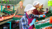 Workers sort peaches at farm warehouse 