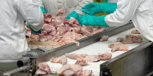 Investigation Finds Poultry Enterprise Illegally Employed Children in Dangerous Jobs