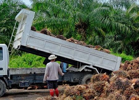 Dump truck unloading palm pods